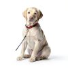 36PCS Trigger Snap Hooks 2.32'' x 0.82'' Heavy Duty Swivel Snap Hooks Metal Clasps Lanyard Clips Durable Trigger Snaps for Pet Cage Key Chains Dog Leash-5